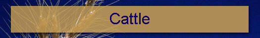 Cattle